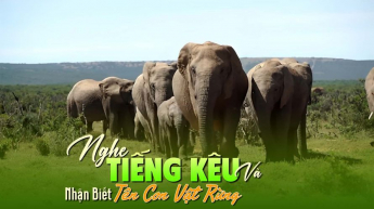 Nghe Tiếng Kêu Và Nhận Biết Tên Con Vật Rừng